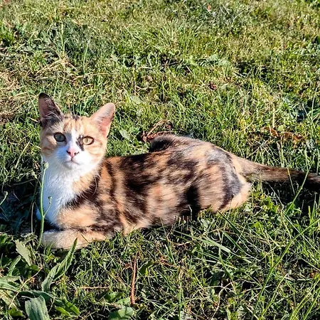 펜션 Les Petites Maisons Dans La Monterie La Source *