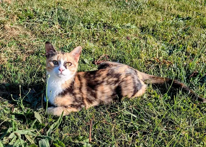 Σπίτι διακοπών Les Petites Maisons Dans La Monterie La Source *