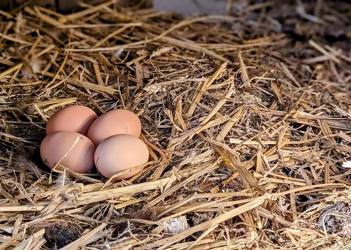 Les Petites Maisons Dans La Monterie La Source * Σαιν-Λο